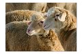 Tiere M 09